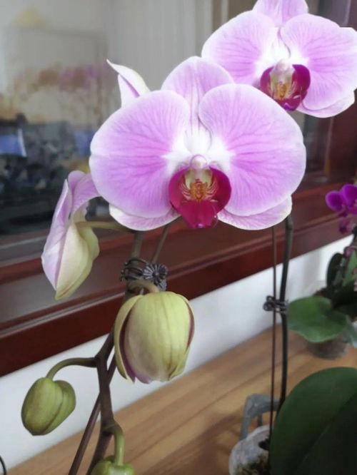 和潤農(nóng)業(yè) 精品花卉與蔬菜火熱上市，點(diǎn)亮您的生活與餐桌
