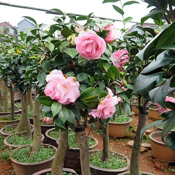 茶花盆栽與油茶嫁接 專業(yè)服務(wù)，全國(guó)承接